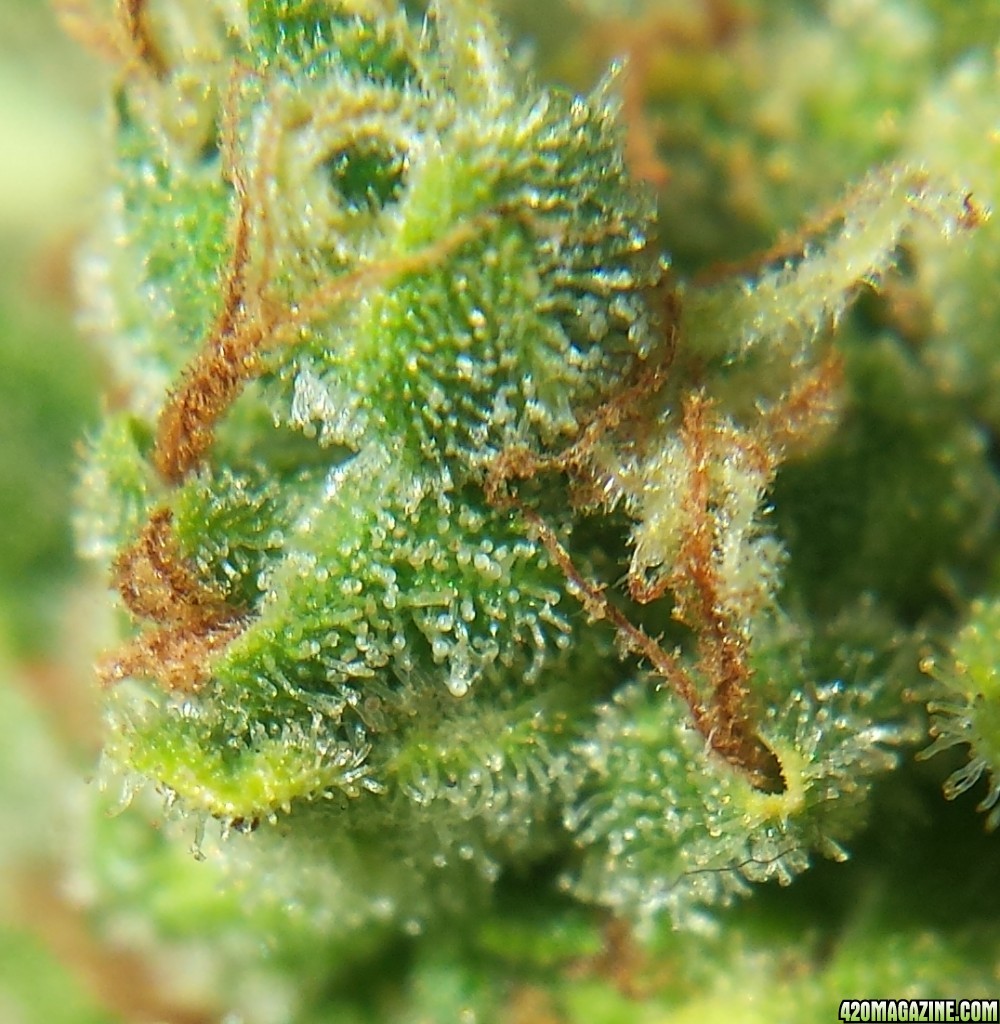 Blueberry 2 day 91 macro