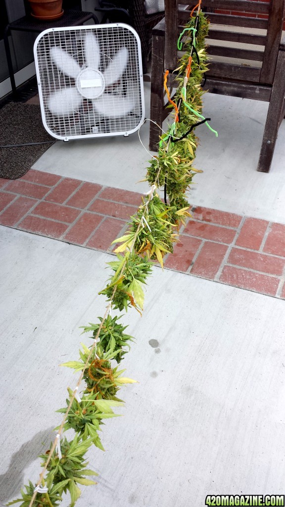 Blueberry 2 day 99 harvest drip dry