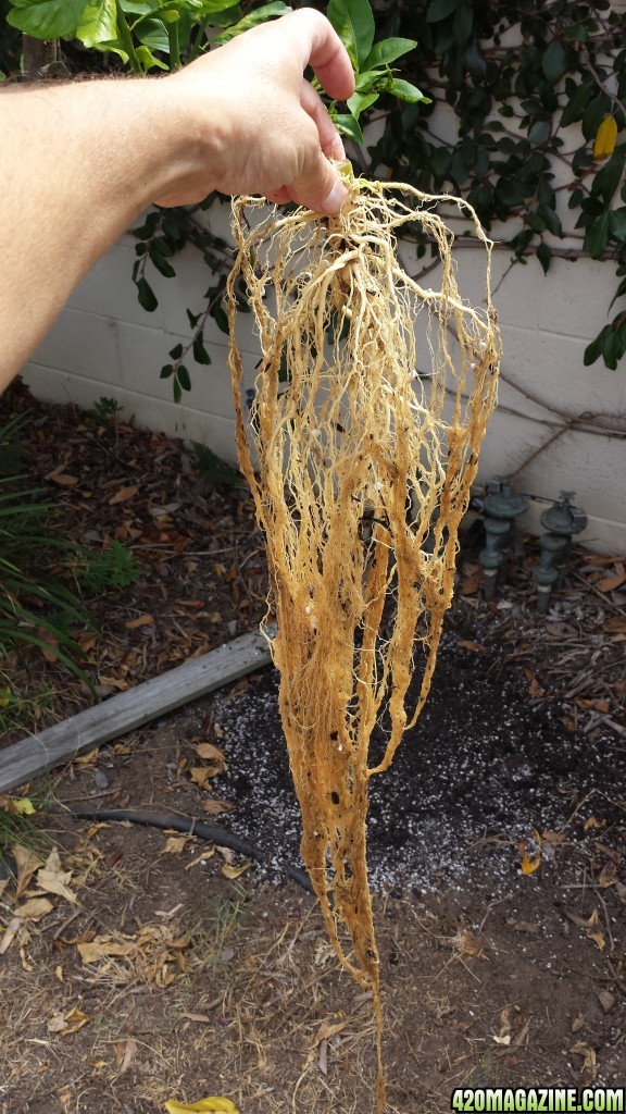 Blueberry 2 day 99 harvest roots