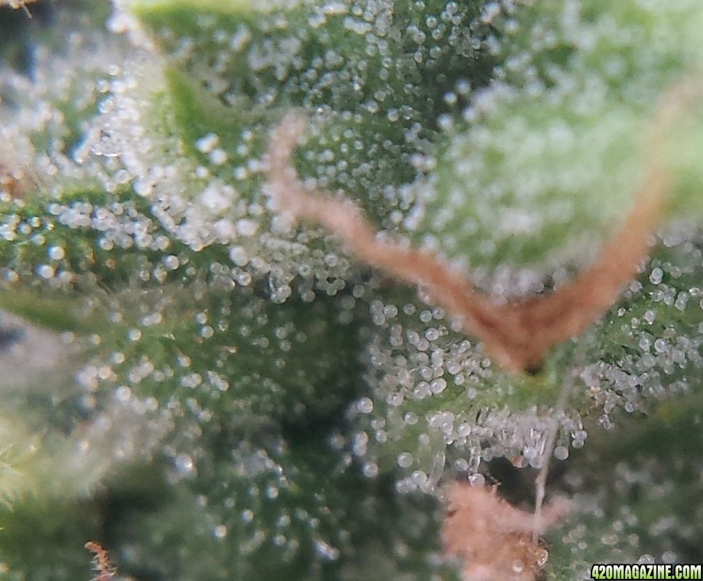 Blueberry 2 macro day 70