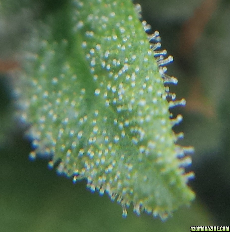 Blueberry 2 macro day 70