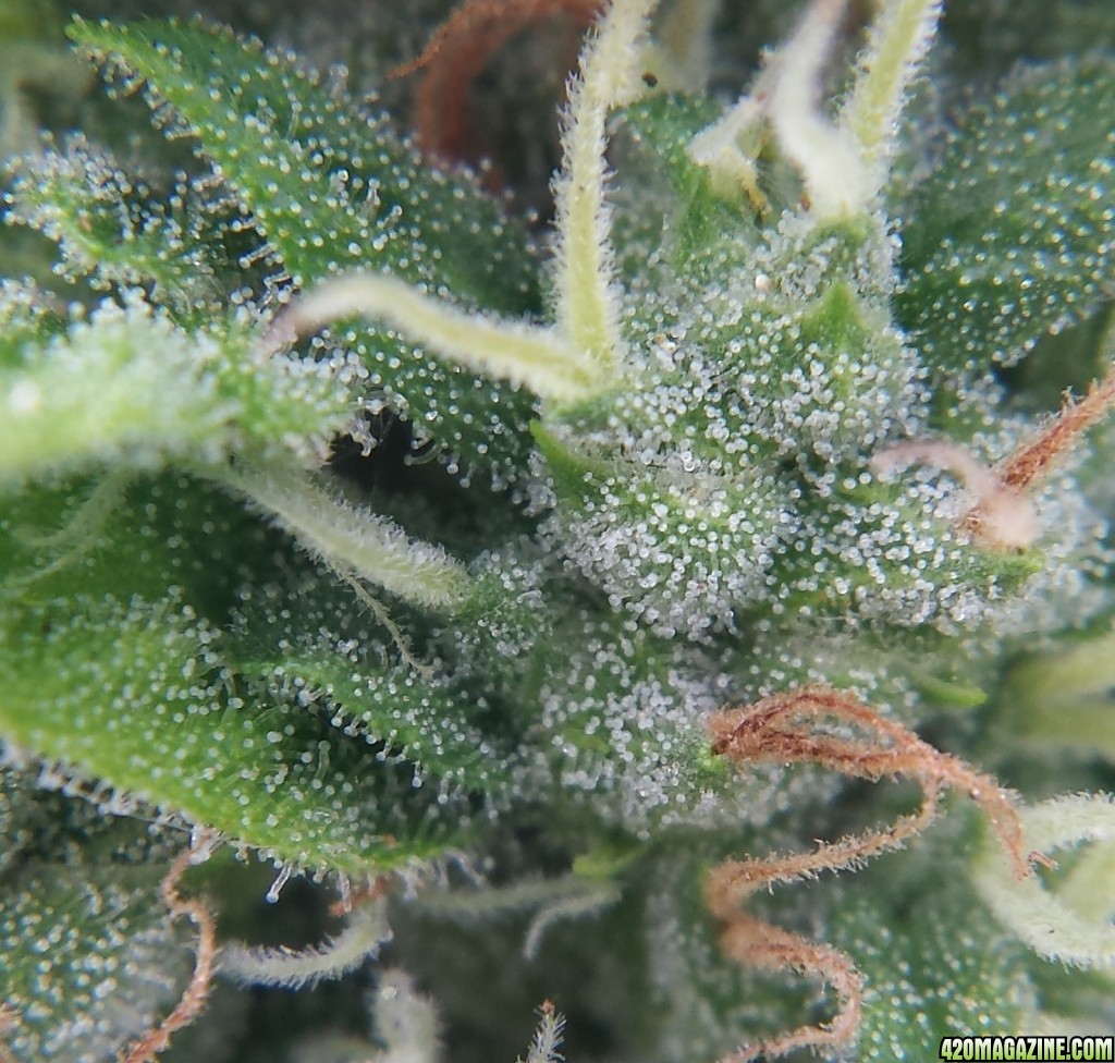 Blueberry 2 macro day 70