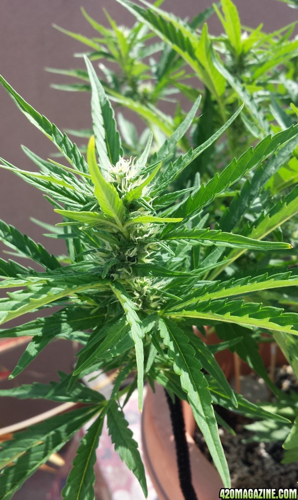 Blueberry 2 main stem