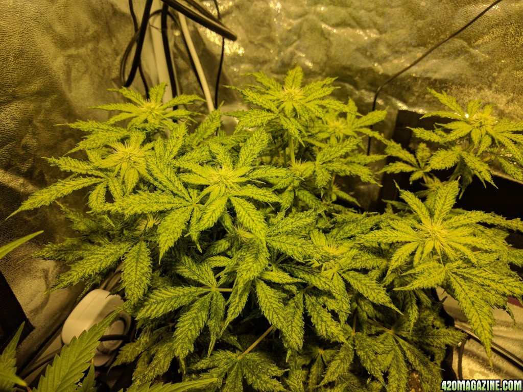 Blueberry 25 days into flower