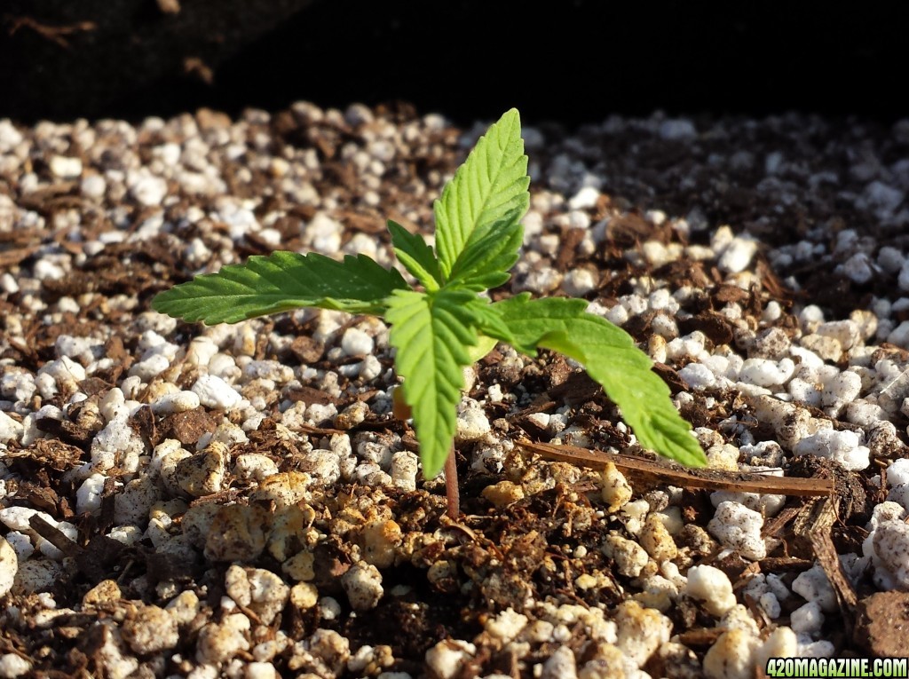 Blueberry 3 day 11