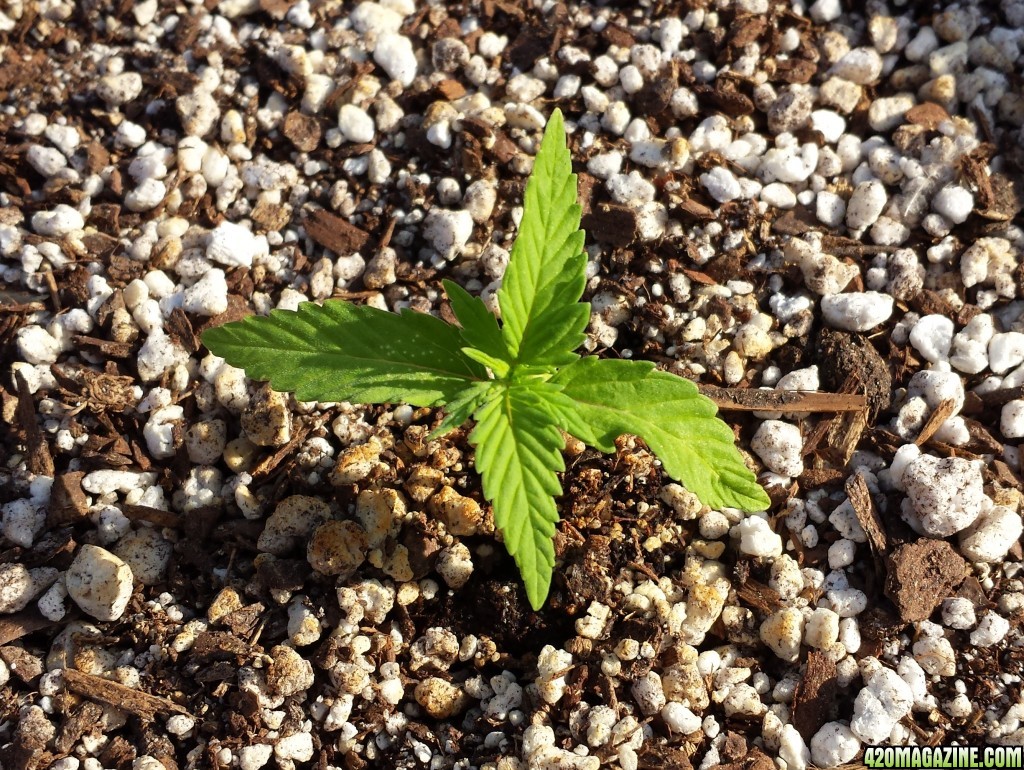 Blueberry 3 day 11