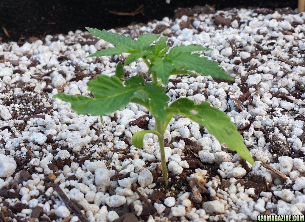 Blueberry 4 day 18