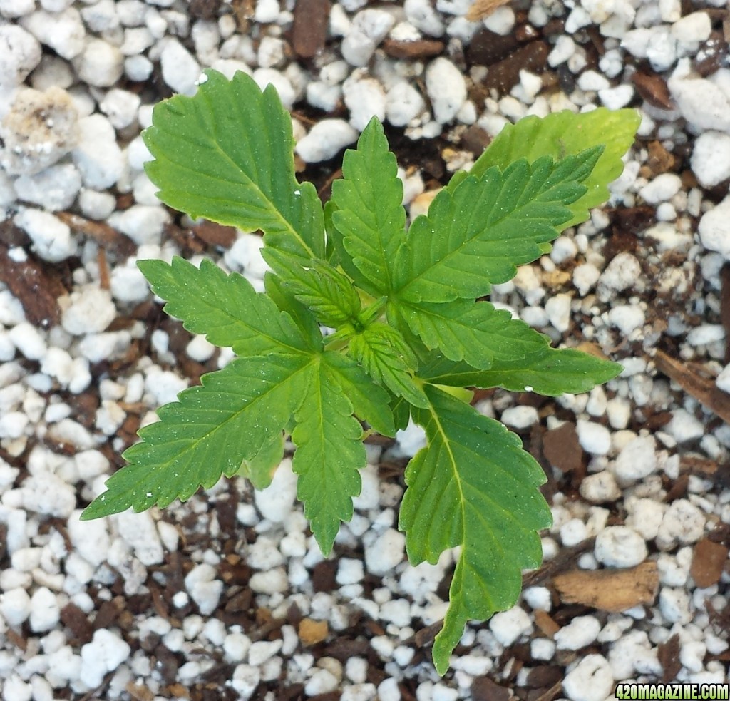 Blueberry 4 day 18