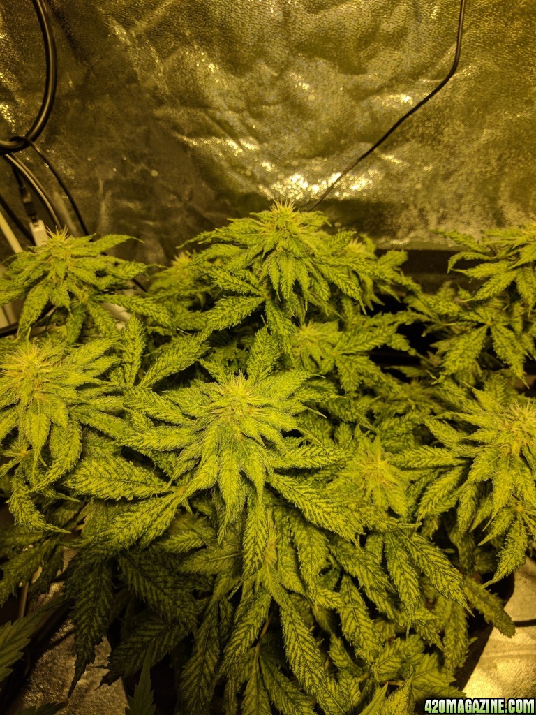 Blueberry - 40days flower