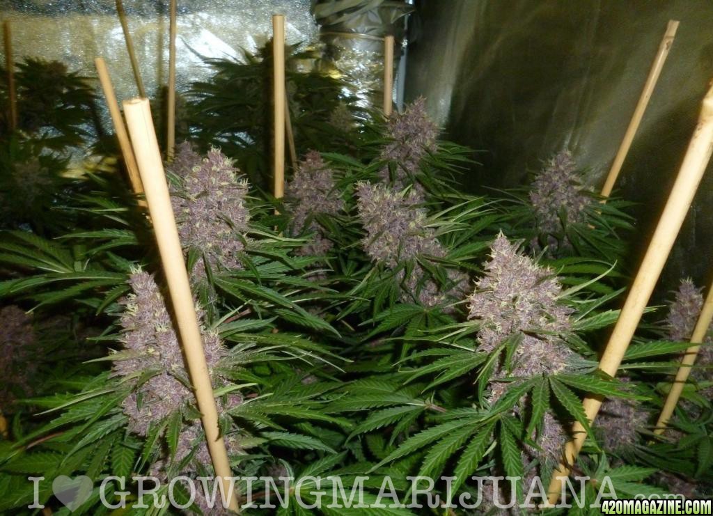 Blueberry 420 photo with foxtails