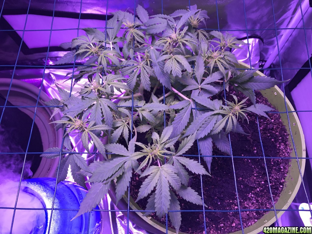 Blueberry 6 weeks