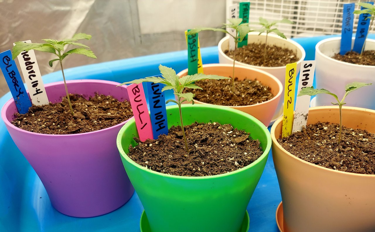 Blueberry and Big Bull Seedlings.jpg