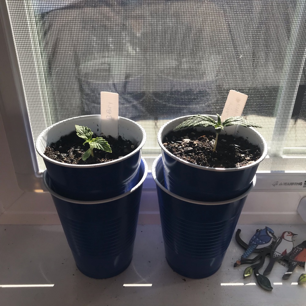 Blueberry and Bubbly Livers autos