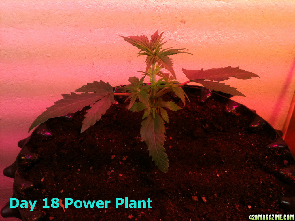 Blueberry and Power Plant