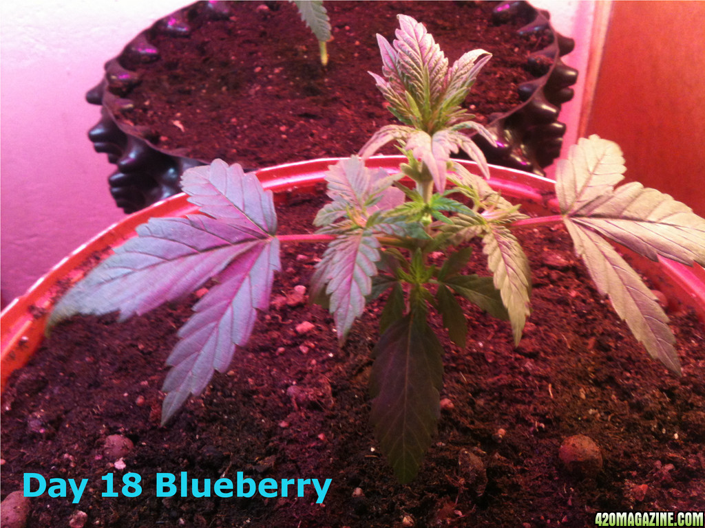 Blueberry and Power Plant