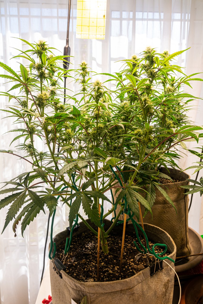 Blueberry Auto by Seedsman