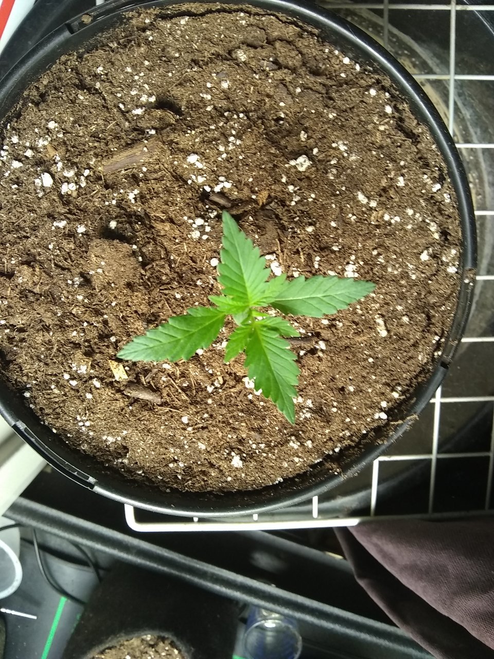 Blueberry Auto