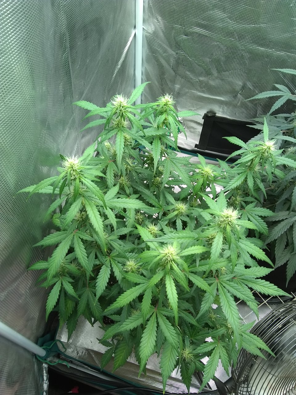 Blueberry Auto