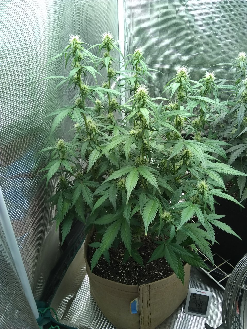 Blueberry Auto