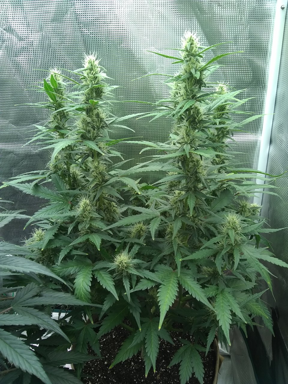 Blueberry Auto