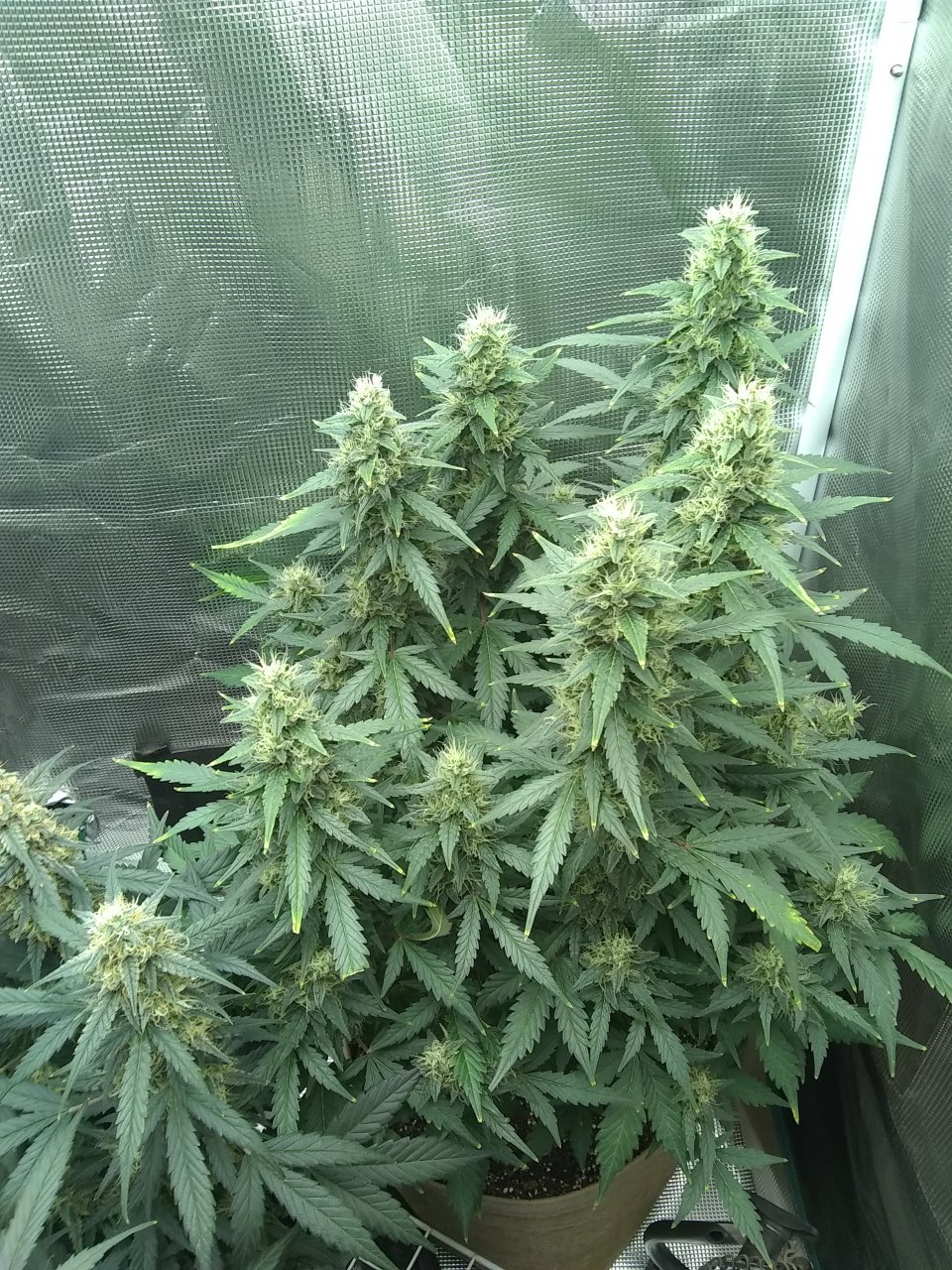 Blueberry Auto