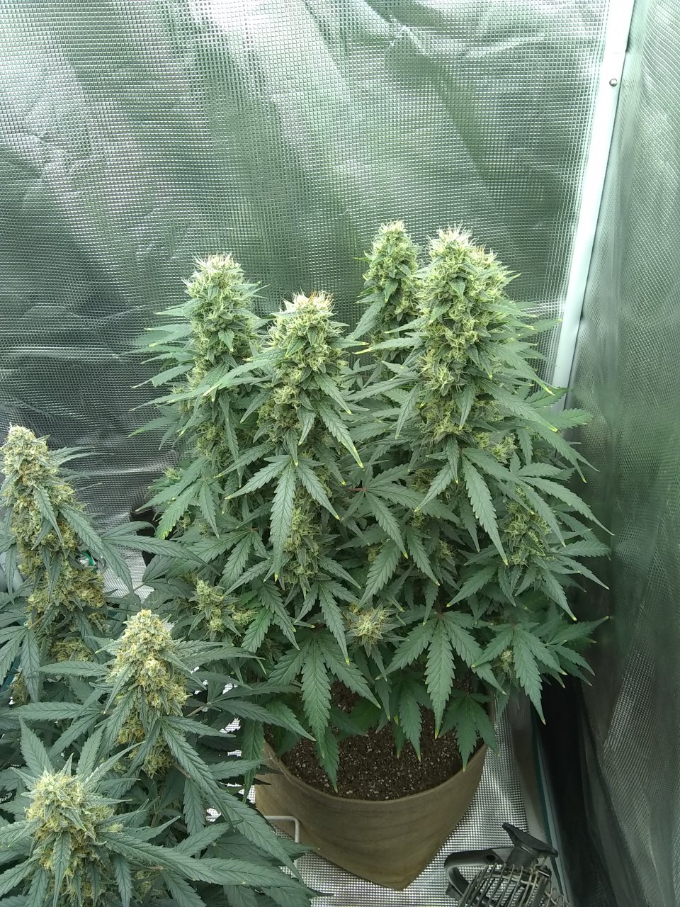 Blueberry Auto