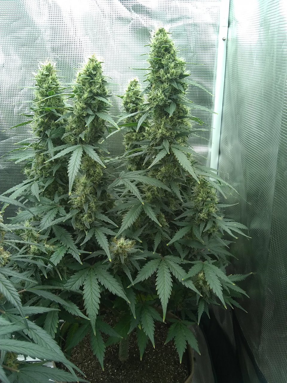 Blueberry Auto