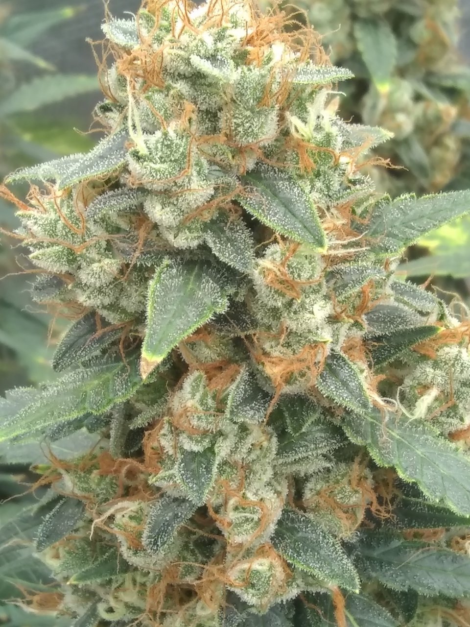 Blueberry Auto