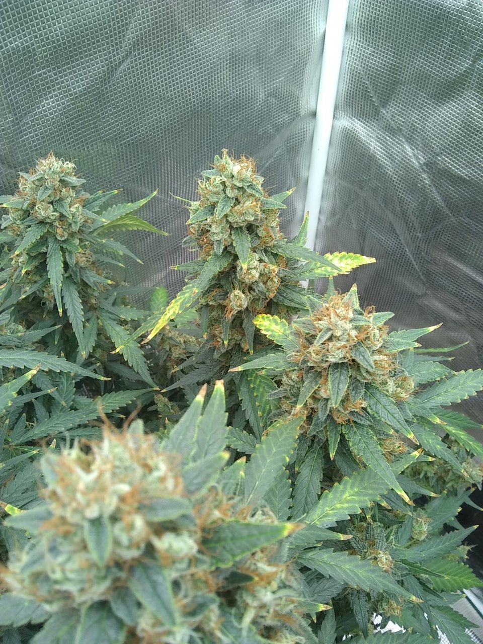 Blueberry Auto