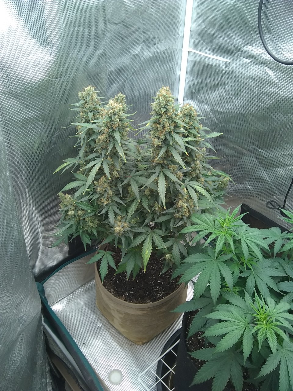 Blueberry Auto