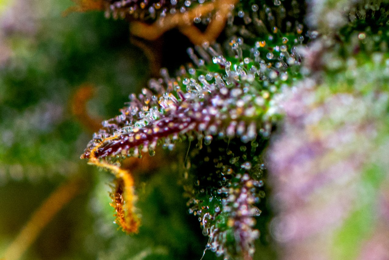 Blueberry Auto