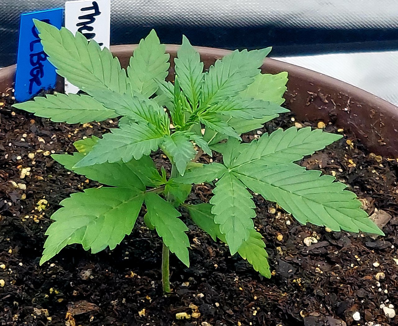 Blueberry Autoflower-Grow Journal