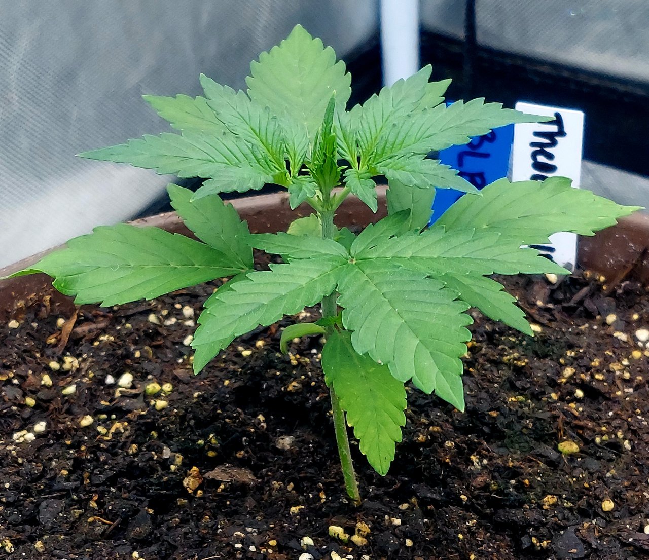 Blueberry Autoflower-Grow Journal