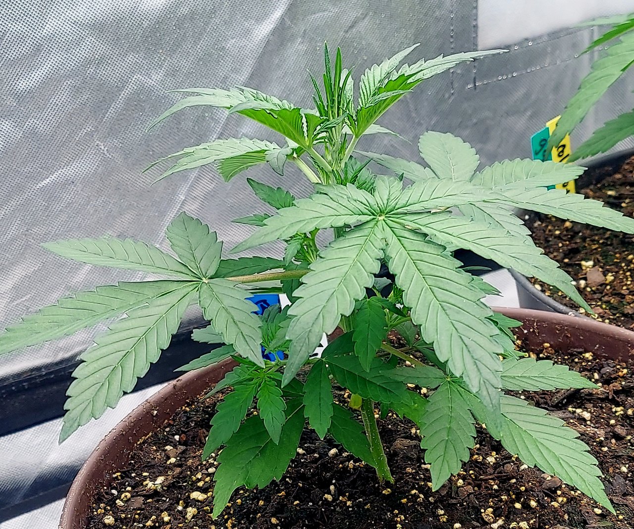 Blueberry Autoflower-Grow Journal