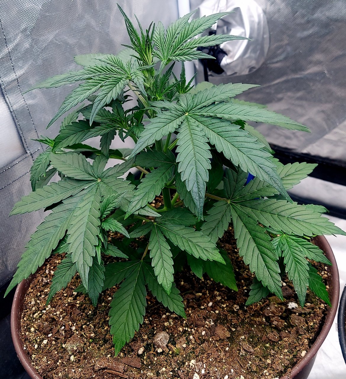 Blueberry Autoflower-Grow Journal