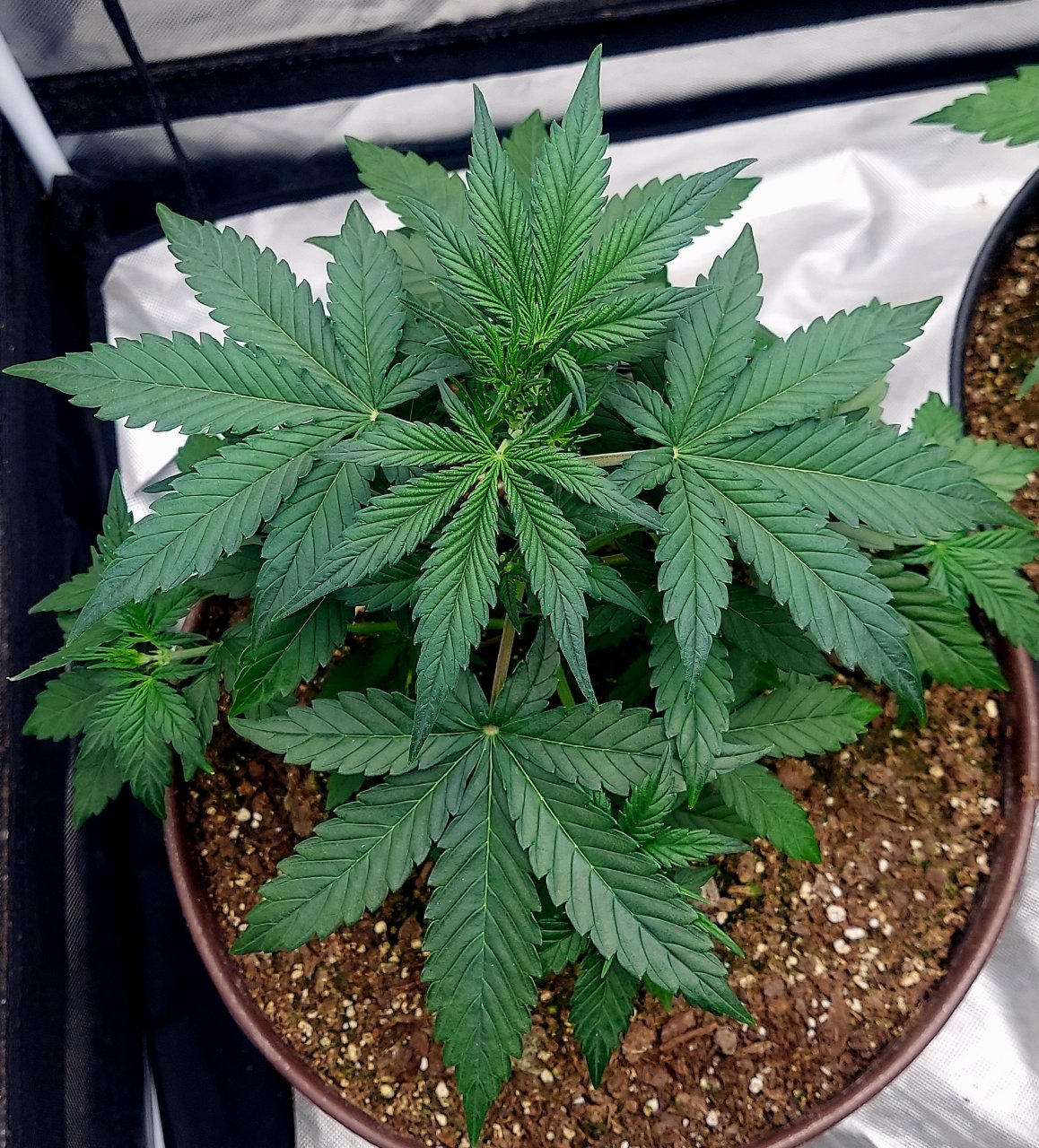 Blueberry Autoflower-Grow Journal