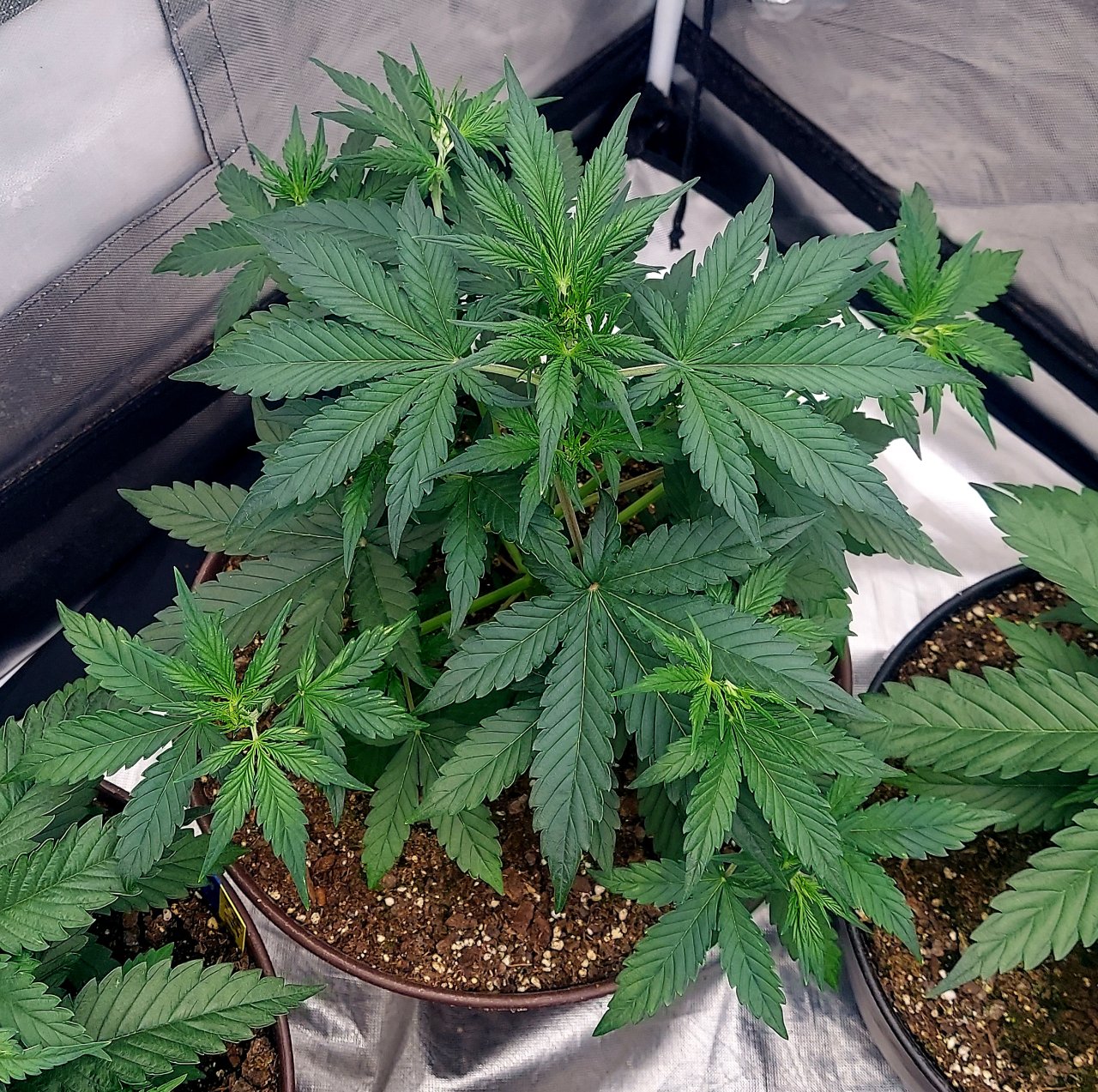 Blueberry Autoflower-Grow Journal