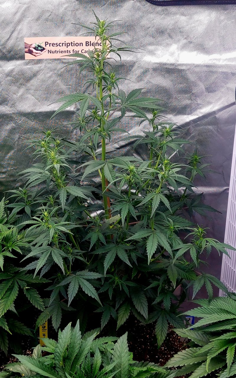 Blueberry Autoflower-Grow Journal