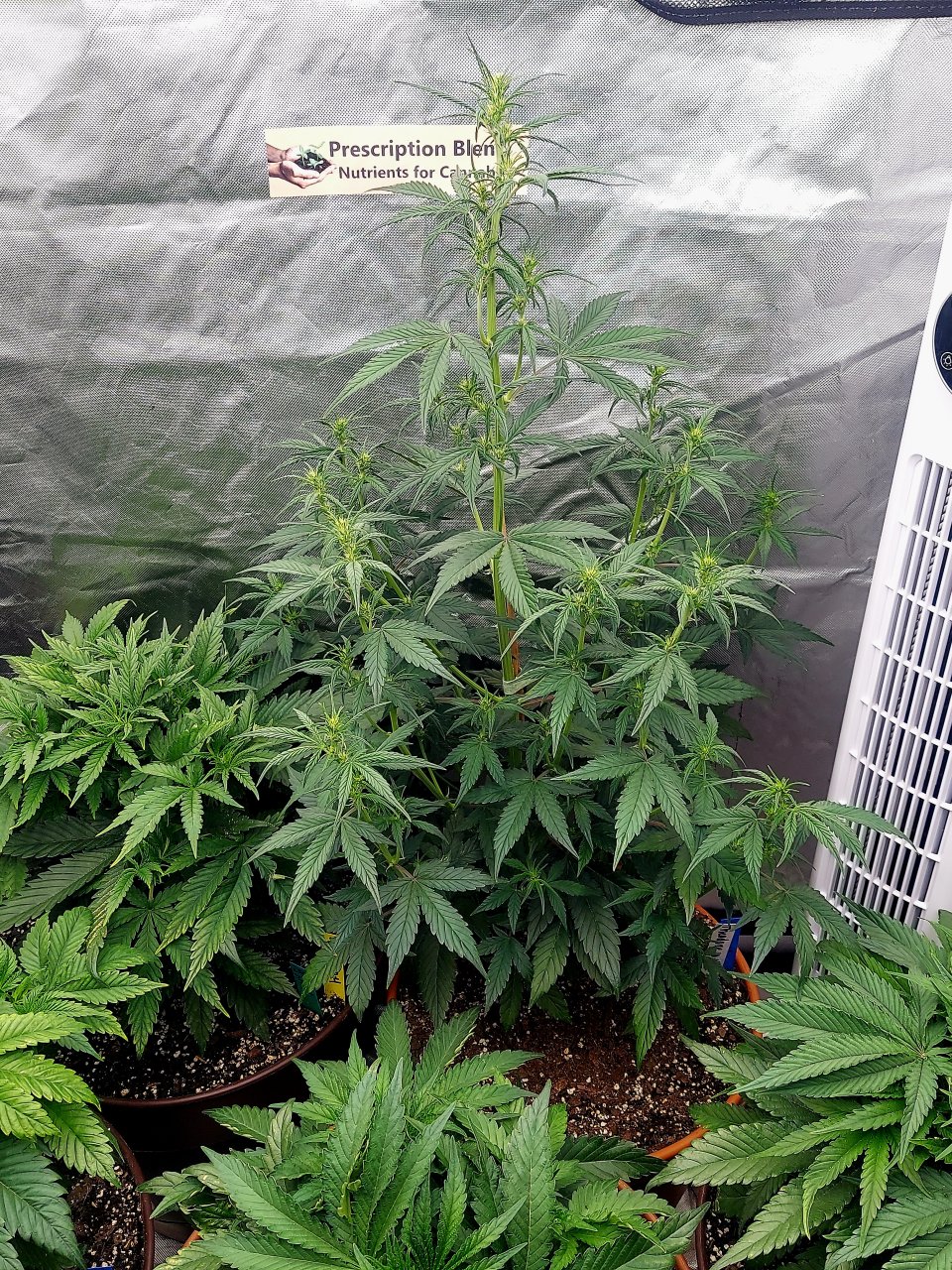 Blueberry Autoflower-Grow Journal