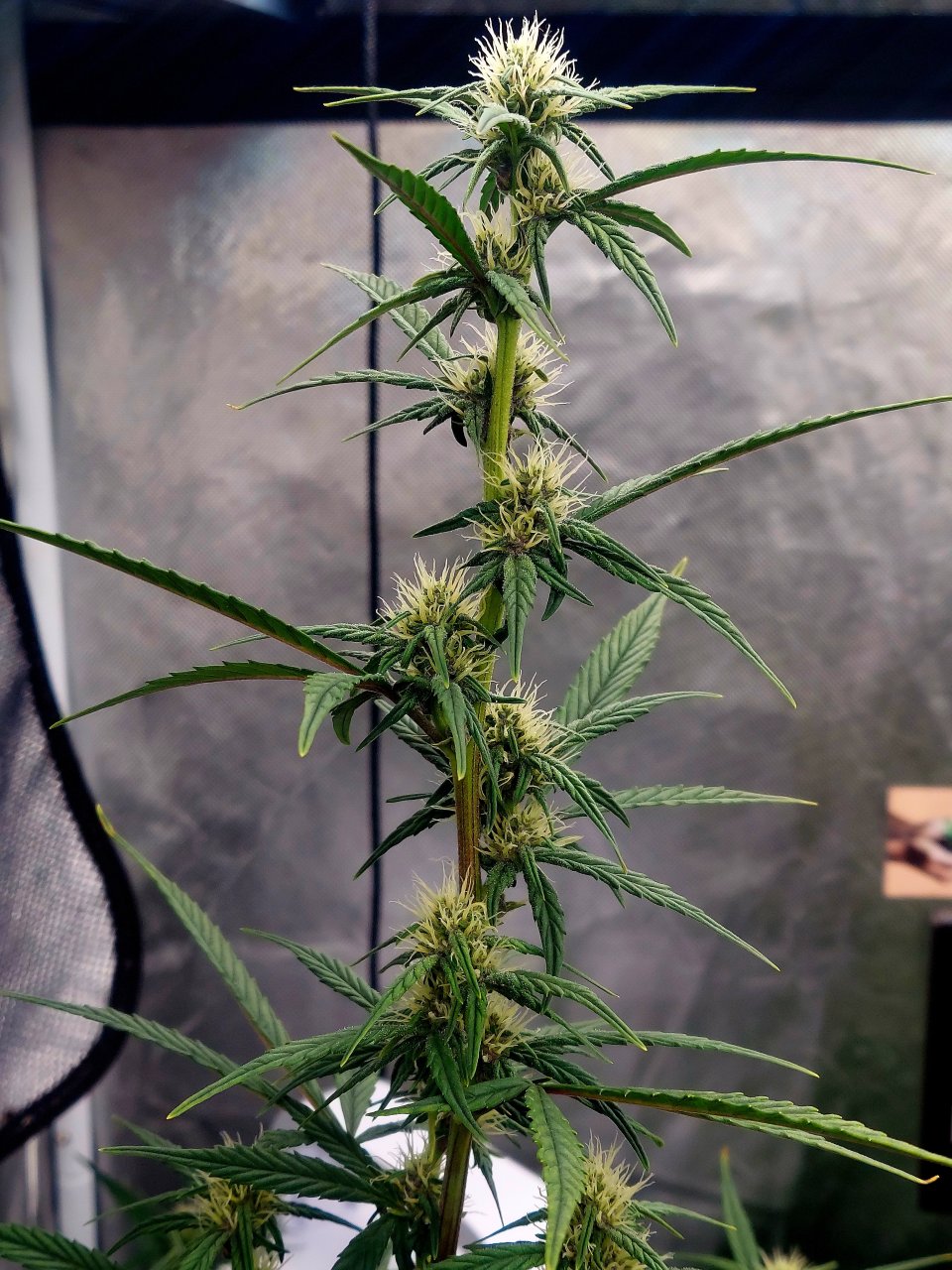 Blueberry Autoflower-Grow Journal