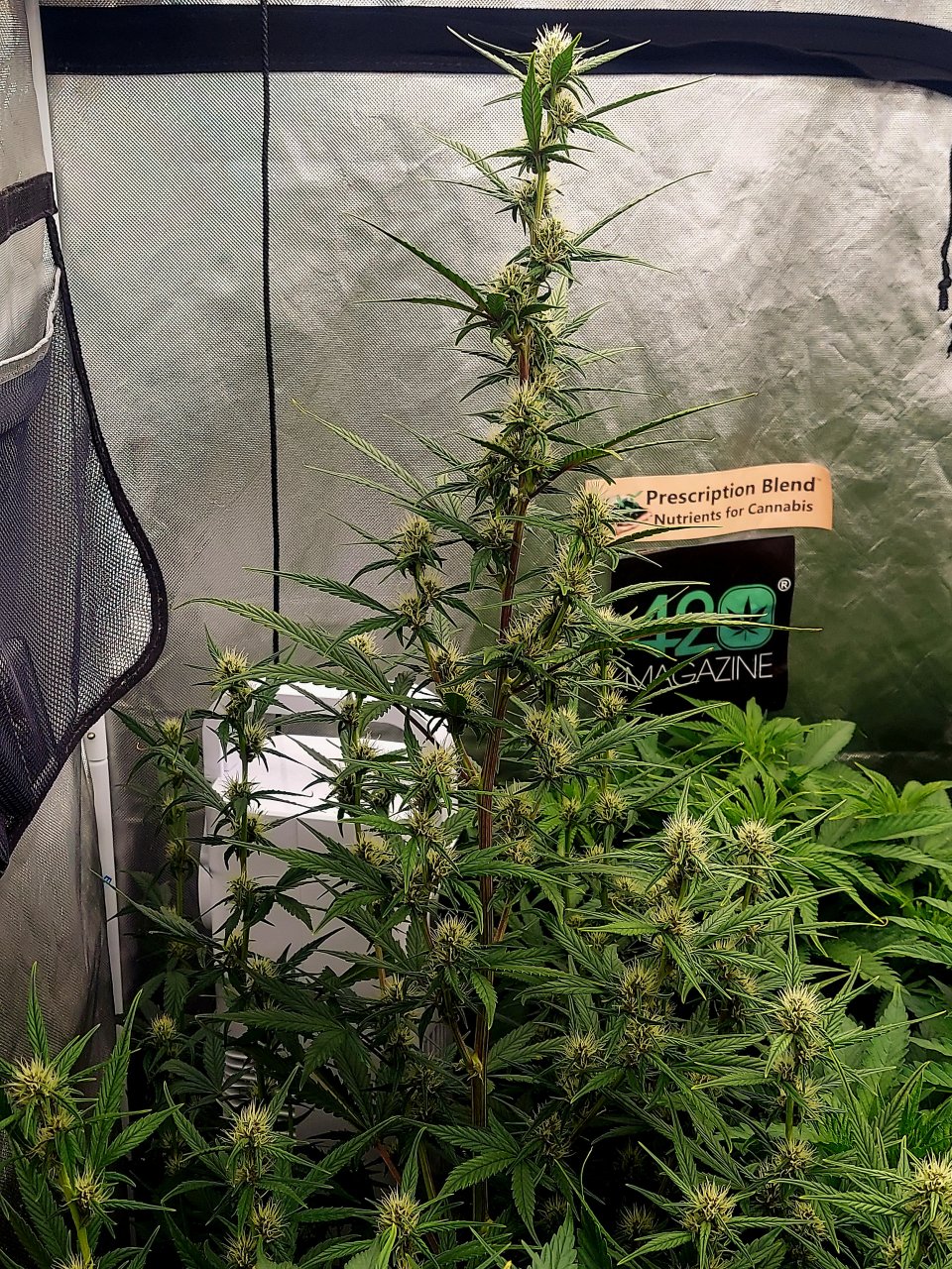 Blueberry Autoflower-Grow Journal