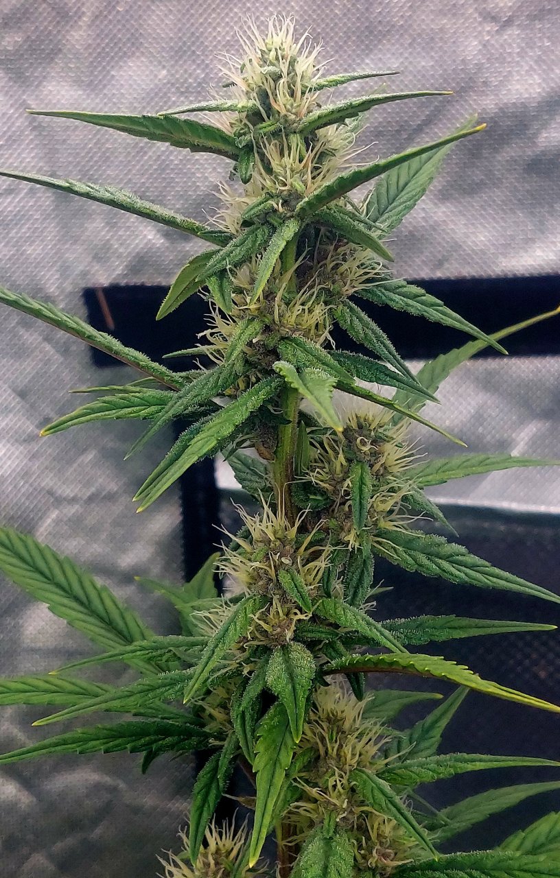 Blueberry Autoflower-Grow Journal