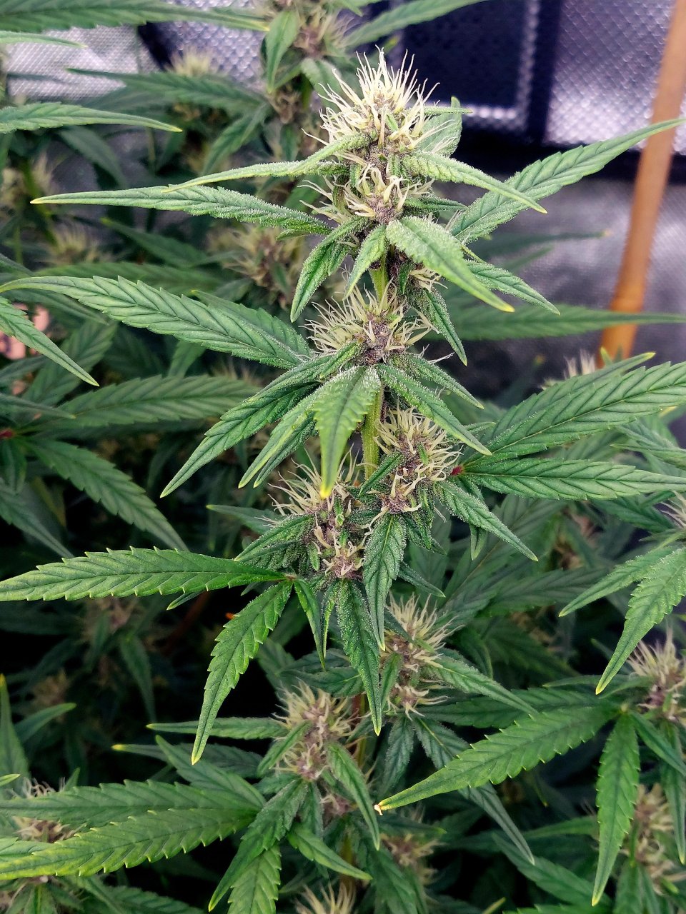 Blueberry Autoflower-Grow Journal