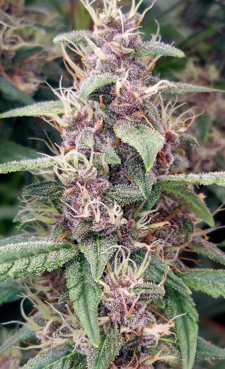 Blueberry Autoflower-Grow Journal