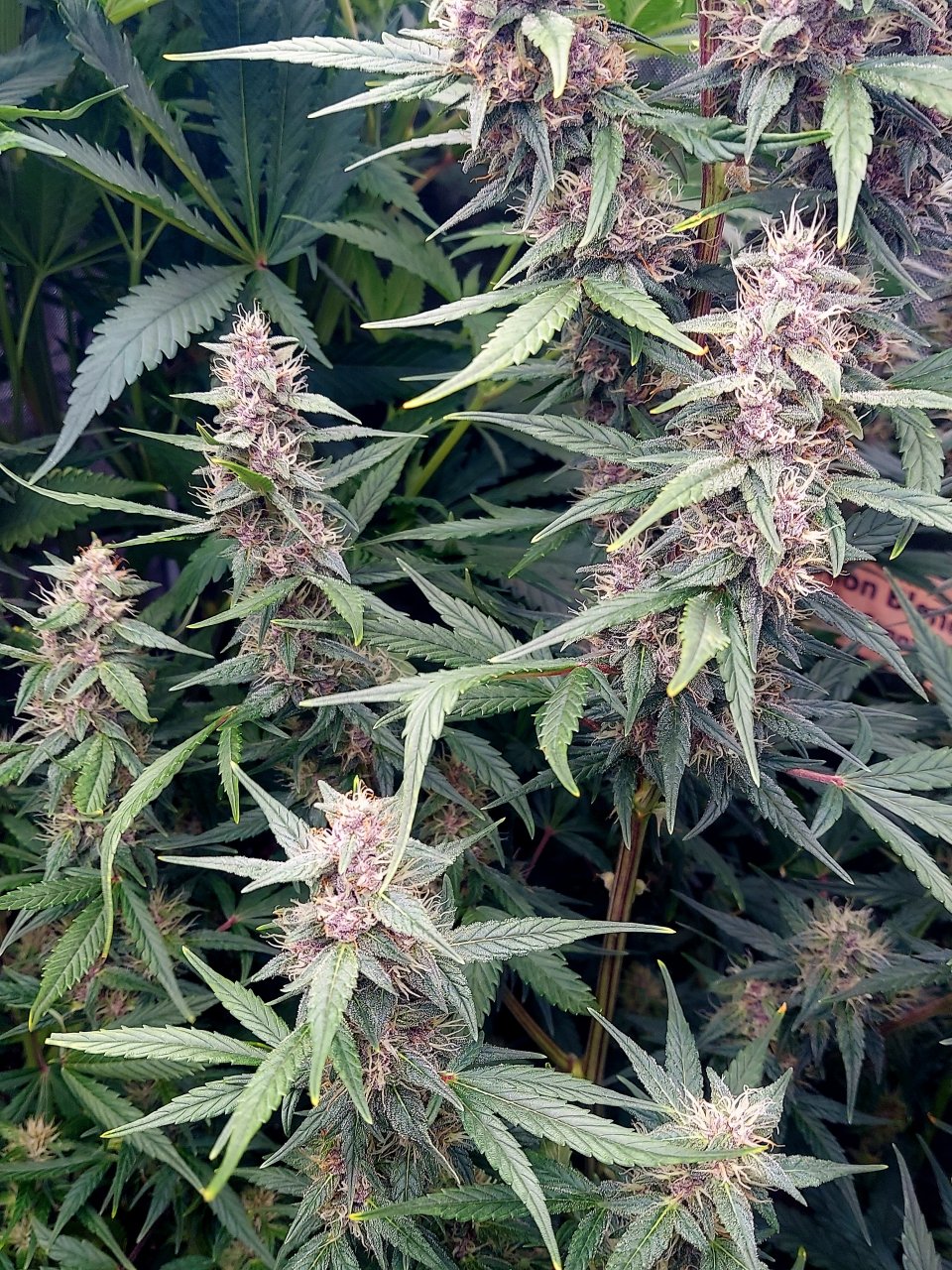 Blueberry Autoflower-Grow Journal