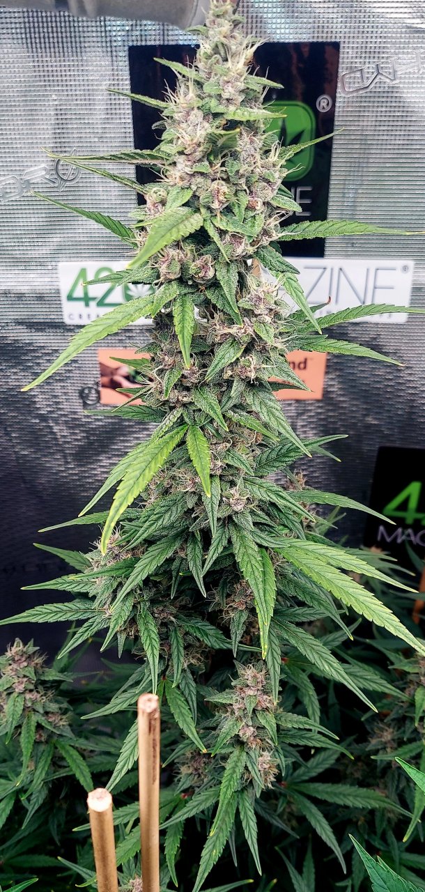 Blueberry Autoflower-Grow Journal