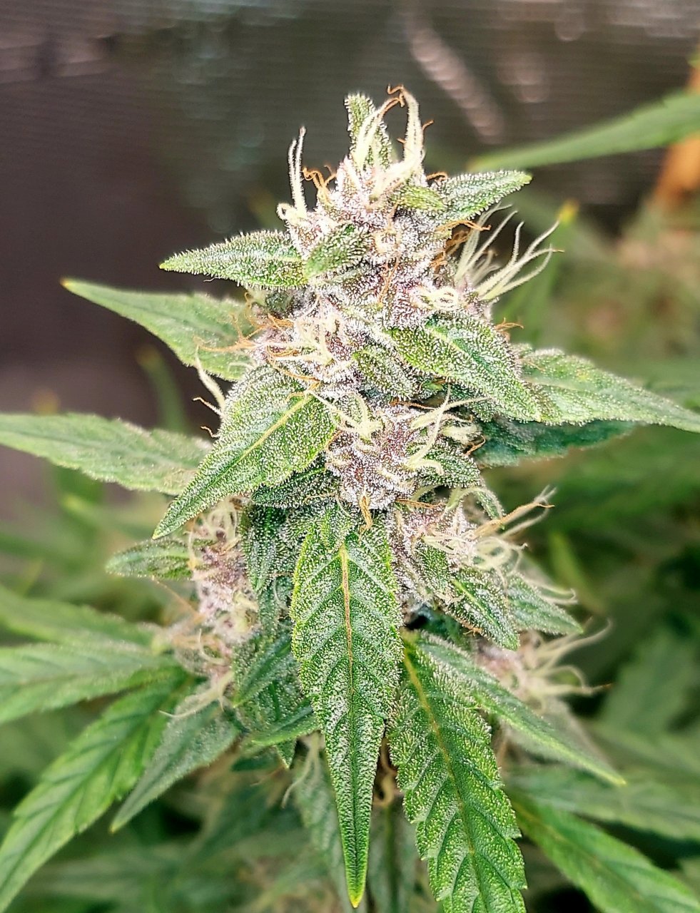 Blueberry Autoflower-Grow Journal