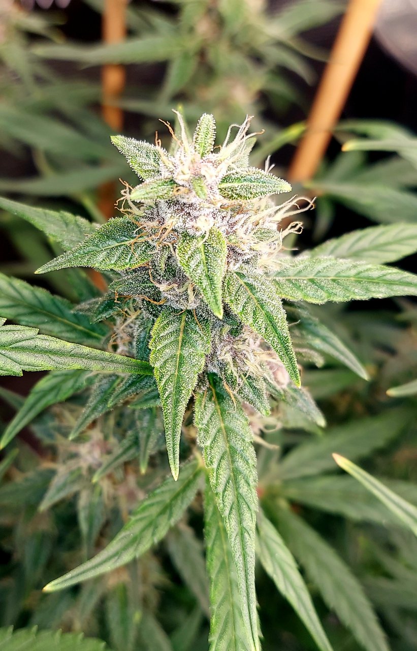 Blueberry Autoflower-Grow Journal