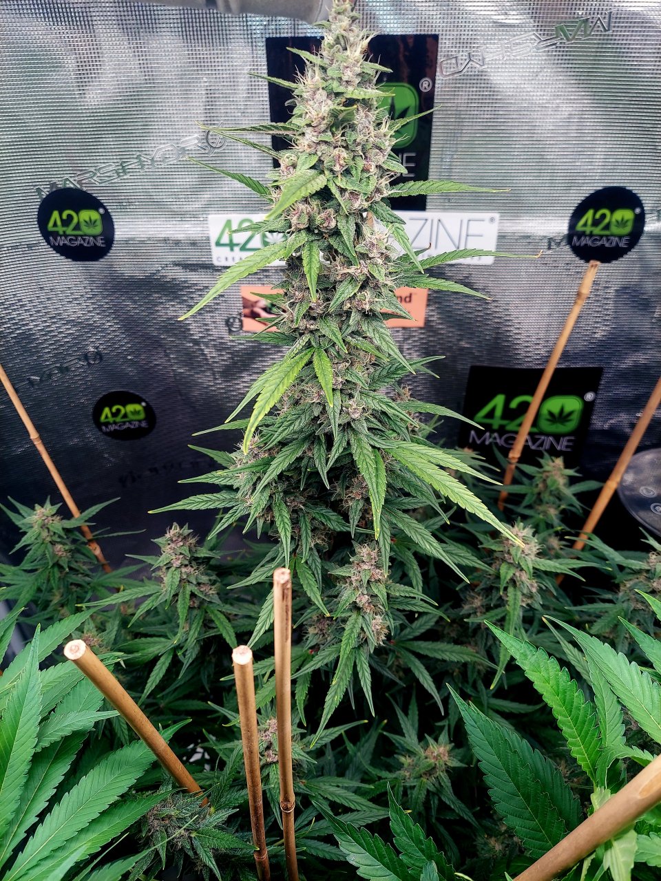 Blueberry Autoflower-Grow Journal