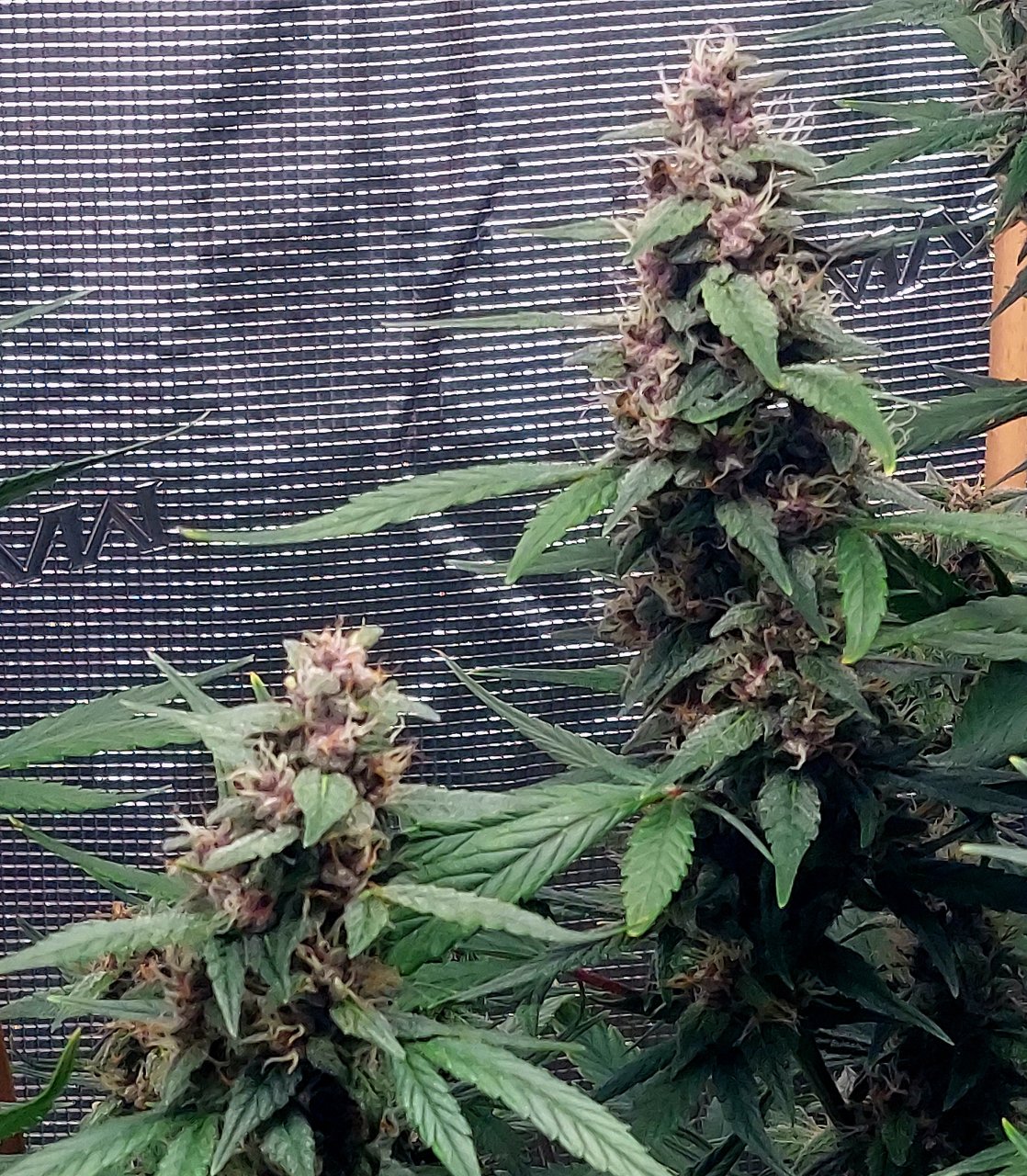 Blueberry Autoflower-Grow Journal